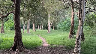 Trilha do Bosque. Rio Grande do Sul, Brasil.