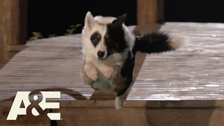 Maker the Border Collie Runs Obstacle Course in UNDER 2 MINUTES | America's Top Dog (Season 1) | A&E