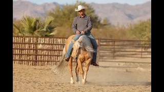 Lot #54 DunitShooten "Calloway" of Turner Performance Horses sells @PremierHorseSales  Ride The Wave