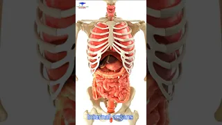 Human Internal organs 3D Animation  /// #organs #shoertsvideo