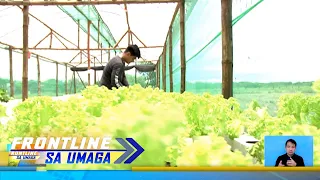 21-year old na estudyante mula sa Pampanga, nagtayo ng sariling hydrophonic farm