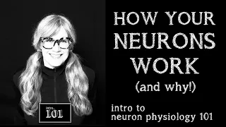 intro to nervous system cell physiology 101, part 1: demystifying the neuron || s1e4