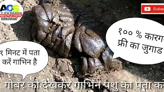 गाय भैंस के गोबर को देख कर पता करें गाभिन है कि नहीं How to find pregnant Cow buffalo by Dunk