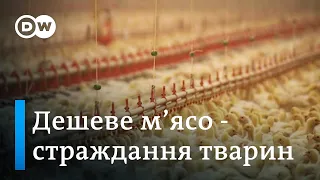 Ціна дешевого м'яса. Умови утримання тварин на фермах Німеччини: що варто знати | DW Ukrainian