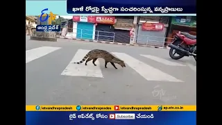 During Lockdown Period | Animals Take over the Roads | watch Special