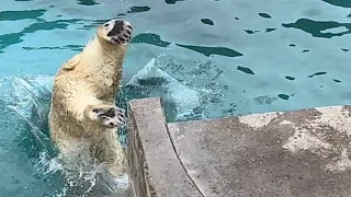 フブキの跳ばない飛び込み😅❓