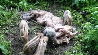 Little wilde boar piglets - they are Energizers