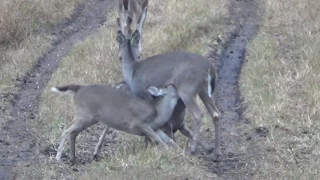 South Texas Whitetail deer doe nursing two fawns