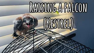 Raising a FALCON (Kestrel) indoors | MUST WATCH THE END 🤭