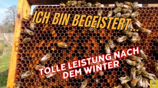 Ich bin begeistert... Erste Kontrolle am Außenbienenstand #imkern #auswinterung #bienen