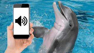 Dolphin Calls and Dolphin Sounds Effect