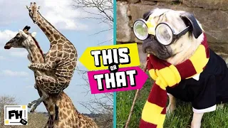 🔴This or That! #5 | TRY NOT TO LAUGH CHALLENGE | Funny Animals | Family Workout