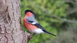 Help from BIRDS CHIRPING to heal from anxiety, depression and stress - birds singing for your relax