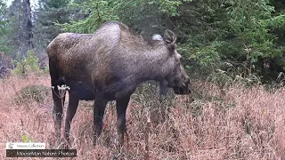 Huge Bull Moose Goes on a Date | MooseMan Nature Photos Video