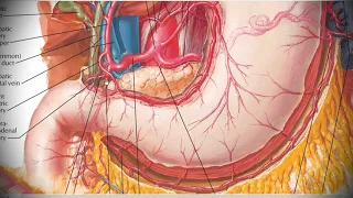 Анатомия с АВ. Грудная и брюшная аорта (aorta thoracica et abdominalis).