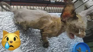 Try Not To Cry | Poor Kitten Stuck In Glue | Cat Stuck In Mouse Trap Crying For Help