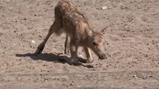 Geburt und erste Schritte eines Davidshirschs im Tierpark Berlin am 24 04