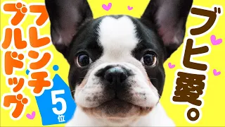 No.5 French bulldog ❤️ TOP 100 Cute Dog Breeds Video
