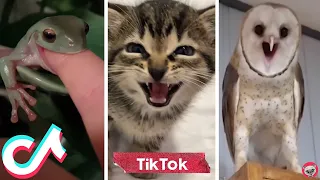 TikTok Pets Compilation 🐸🐶🦉 Funny Animals Life 🤣 Animal Funday
