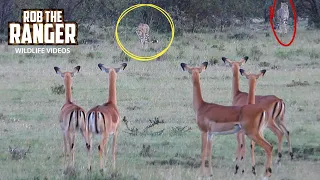 Young Cheetahs Looking For Food | Lalashe Maasai Mara Safari