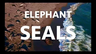 ELEPHANT SEALS Drone 4K 🇺🇸 UHD || CALIFORNIA USA