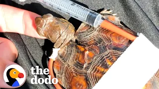 Woman Tapes Little Turtle’s Broken Shell Back Together | The Dodo