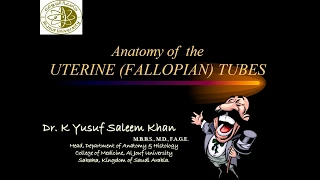 Anatomy of the FALLOPIAN TUBES || UTERINE TUBES || Oviduct || Dr. Yusuf ||