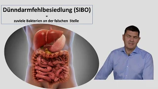 Dünndarmfehlbesiedlung -SIBO - die häufigste Ursache des Reizdarm