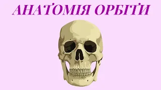 Анатомія ОРБІТИ / ОФТАЛЬМОЛОГІЯ