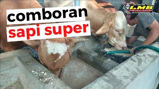 NYOMBOR/NGOMBOR SAPI DI KANDANG ANDINI MUKTI BERSAMA (AMB FARM)-Lembu Mukti Bersama