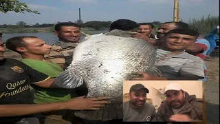 صيد اكبر سمكة بلطى (شبار) فى مصر 75 كيلو