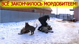 Гризли меня удивил! Всё закончилось дракой!