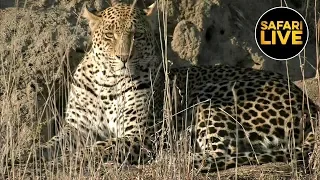 safariLIVE - Sunrise Safari - July 14, 2019