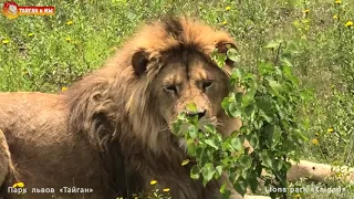 Такого прокола с Олежкой еще не было 😂 Львиный сезон 2020 Тайган. Life of lions in Taigan.