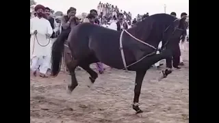 top 10 dance horse dance in Pakistan 2019 - 3 - Ghora dance Pakistan 2019