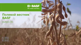 Полевой вестник BASF, выпуск 56 от 19.11.21. Ускорение сбора урожая сои.