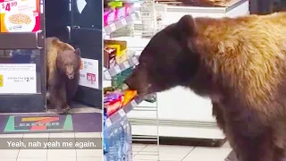 Dodgy Bear Robs Seven Eleven Multiple Times