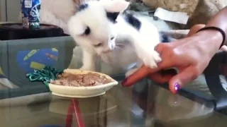 Kittens Who Really Don't Want to Share Their Food