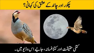 Chakor | Pakistan's National Bird Chakor | Fascinating Facts and Information about Chukar Partridge