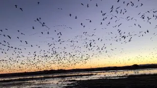 Snow Geese Surprise Pre-dawn Fly in!