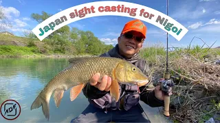 [Anglersoutfitter CH] BFS game Japan river long nose carp Nigoi.