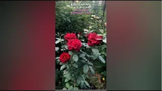 Роза Блек Баккара в моем саду 14.07.21.Black Baccara Rose in my garden. Meilland, 2004. #shorts,