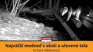 Najväčší medveď v okolí a ulovené teľa (V žiare reflektorov) 🔦💪🐻🍗