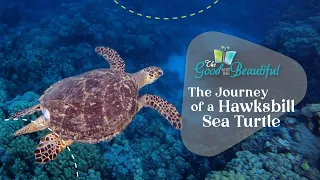 The Journey of a Hawksbill Sea Turtle | Reptiles, Amphibians, and Fish | The Good and the Beautiful