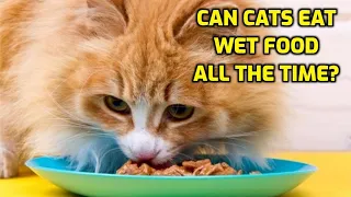 Can Cats Have Wet Food Every Day?