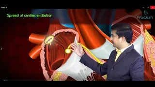 Action potential of cardiac muscle and SA Node - Usmle step 1 CVS Physiology