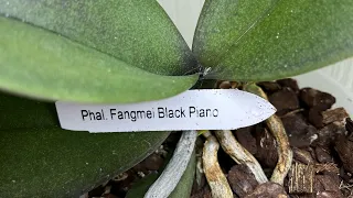 "НЕЖДАНЧИК" от ОРХИДЕИ Phal.Fangmei Black Piano 🌸🎹🌸 Орхидеи King Size