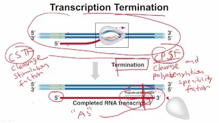 [Molecular Biology Basics] Lesson 8 - DNA transcription (Part 2)