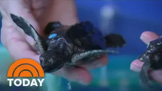 Watch Baby Sea Turtles Get Released Into The Ocean Live On TODAY