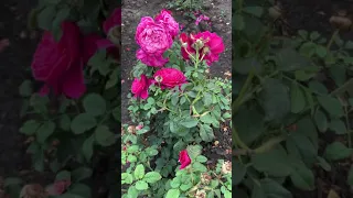 Розы, которые не стоит хотеть)